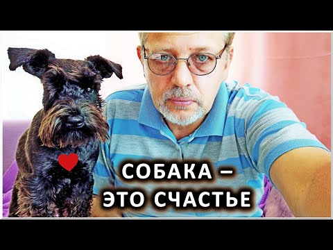 Видео: Цвергшнауцер Буня. Особенности породы, характер и привычки собаки.
