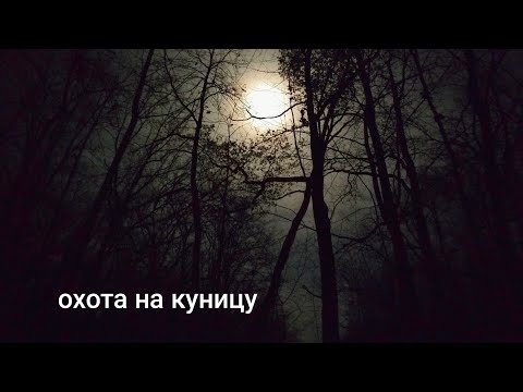 Видео: ОХОТА НА КУНИЦУ/ ОХОТА С ЛАЙКОЙ/ ДВА ВЕЧЕРА ДВЕ КУНИЦЫ/