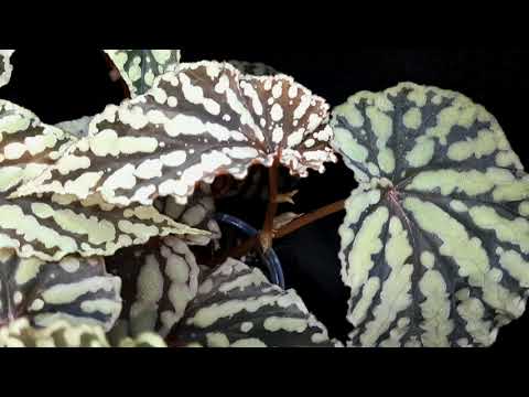 Видео: Бегония ЖУСт - Moon's tear (Лунная слеза). Новинка 2025. Селекционер Степан Бобров (Воронеж)