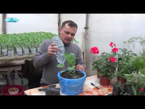 Видео: ВЫСАДКА БАКЛАЖАНОВ И ПЕРЦА В ВЁДРА ПО ДВА В ЛУНКУ!