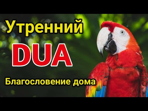 Видео: утренний дуа. дуа каждое утро