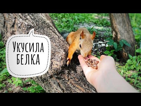 Видео: Укусила белка. Прививка от бешенства и столбняка.