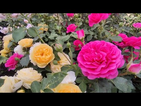 Видео: Цветение роз 2021🌹 розы Дэвида Остина в моем саду 💕💕🌹🌹🎉🎉