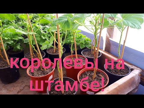 Видео: Начала формировать королевскую  пеларгонию на штамбе.