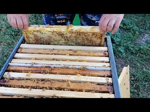 Видео: Кордован. Итог