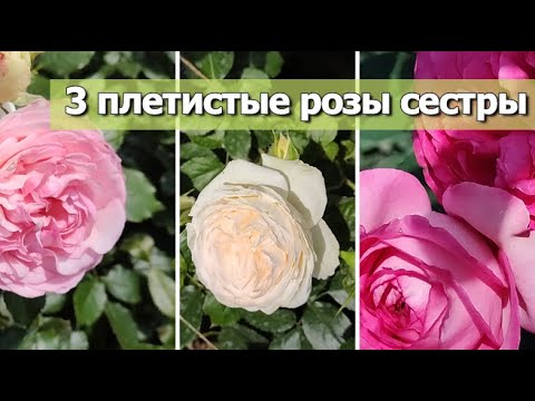 Видео: 3 ПЛЕТИСТЫЕ РОЗЫ СЕСТРЫ: Пьер де Ронсар, Пале Рояль и Цикламен Пьер де Ронсар |Спорты Пьер де Ронсар