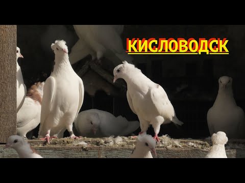 Видео: Голубятники в гостях у Авакова Артура в Кисловодске!