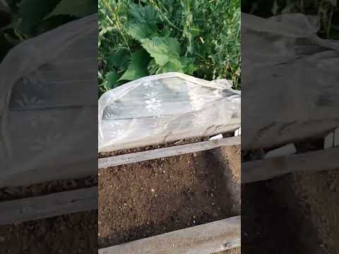 Видео: Сигарные сорта. 