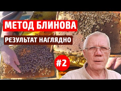 Видео: Метод Блинова в пчеловодстве Результат метода Спасаем слабые семьи #2