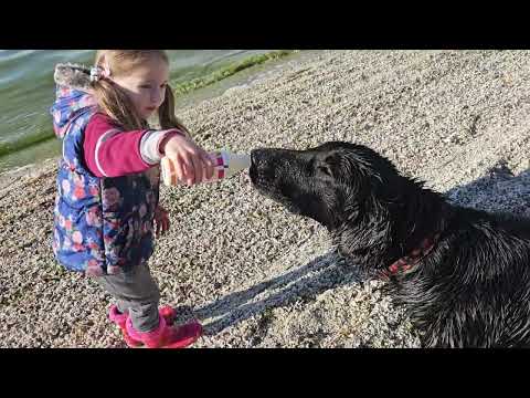 Видео: Продовжуючи  гуляти біля річки з флетом,спробуйте відпочити від буденності 😜#puppy #fannydog#typ#dog