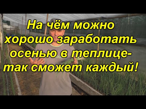 Видео: Отличная бизнес-идея осеннего выращивания лука на перо из семян!