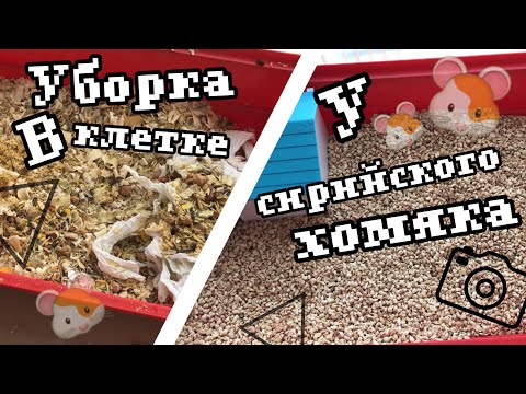 Видео: Уборка в клетке у хомяка|сирийский хомяк|СВИНКИ с МОРЯ
