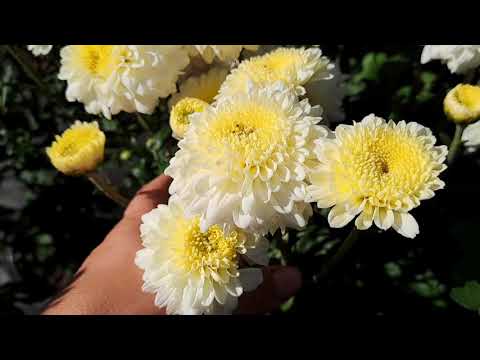 Видео: ХРИЗАНТЕМА ЗИМОЙСТОЙКАЯ ХЕЙДИ ВЕЙВ. КРАСИВЫЙ, СРЕЗОЧНЫЙ СОРТ.