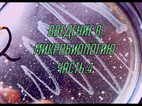 Видео: Введение в микробиологию. Часть 4. Культивирование. Вирусы