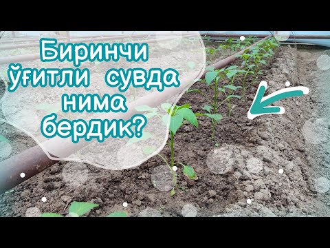 Видео: Булғор қалампирига биринчи ўғитли сув бердик