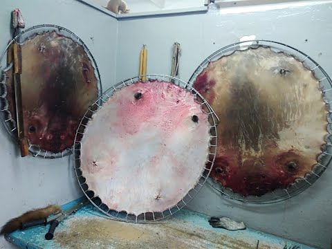 Видео: Как я снимаю шкуры с бобров для продажи. Полное видео.