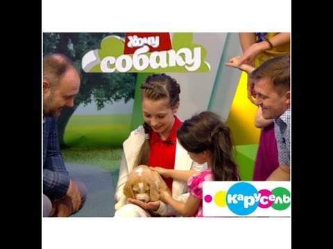 Видео: "Хочу собаку" на канале Карусель. Бигль.  Эфир от 15.08.2015