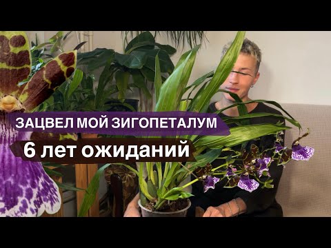 Видео: Обзор. Мой Zygopetalum. 