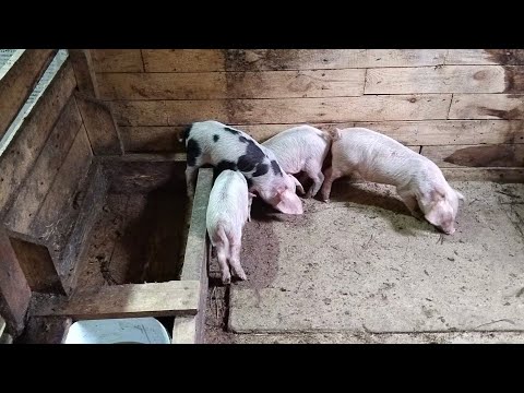 Видео: лечение поросят от чесотки! Лечение потницы! Причины возникновения и рекомендации личного опыта)!