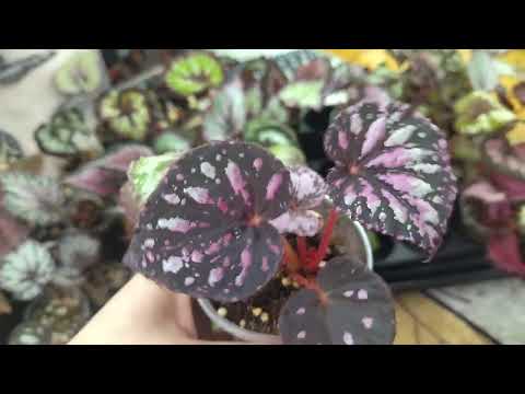 Видео: Комнатные растения. Они такие разные, хотя от одной мамы.