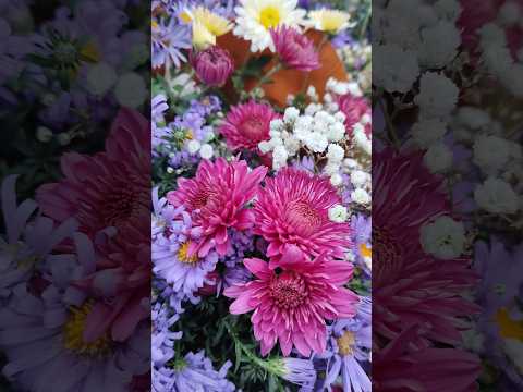 Видео: #flowers #октябрь #цветы #рекомендации