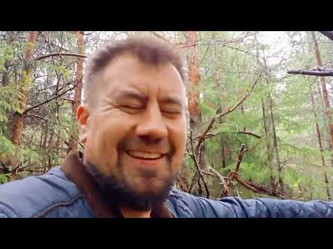 Видео: 🍄ГРИБНАЯ 🍂 ВЯТКА🍁  2025🌳🦔 🐾
