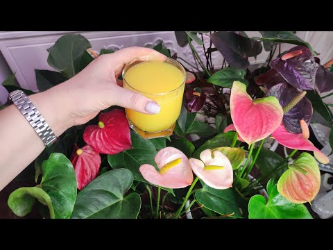 Видео: НАЛЕЙТЕ в АНТУРИУМ и даже дохлый цветок оживет, позеленеет и воспрянет, натурально