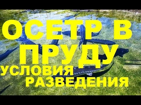 Видео: ОСЕТР ВПРУДУ, УСЛОВИЯ РАЗВЕДЕНИЯ