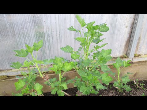 Видео: Размножение крыжовника черенками