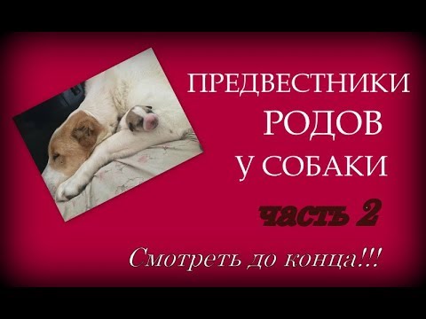 Видео: Предвестники родов ч2