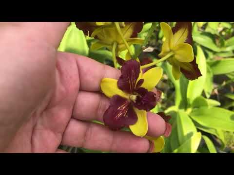 Видео: Орхидейная ферма Дендробиум фаленопсис !!первая часть