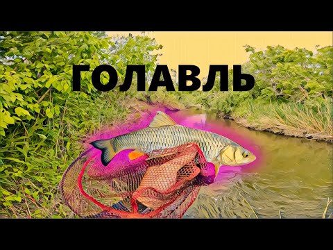 Видео: За ГОЛАВЛЕМ на МИКРОРЕЧКУ