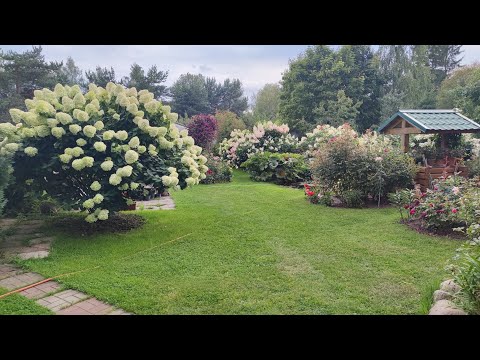 Видео: Гортензии в саду. 21 августа.Ленинградская область.2023 г.