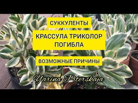 Видео: Крассула триколор погибла. Возможные причины.