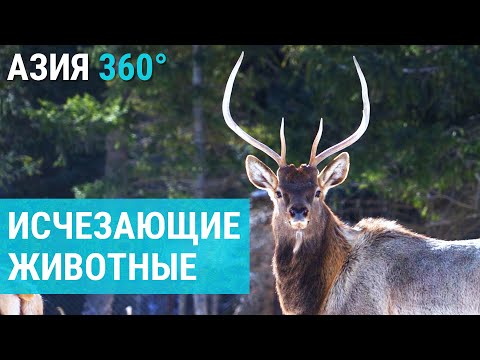 Видео: Последние маралы Кыргызстана. Можно ли спасти оленей? | АЗИЯ 360°