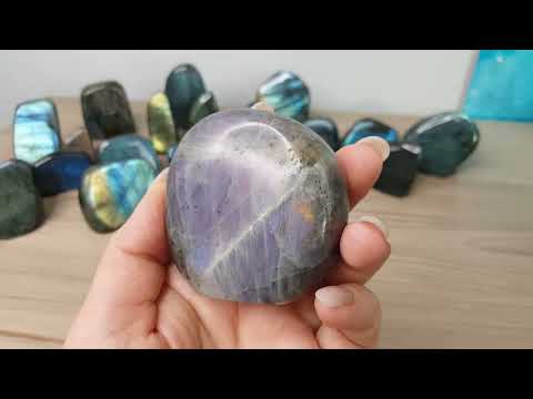 Видео: 20/10/2025 г. Лабрадоры и солнечники