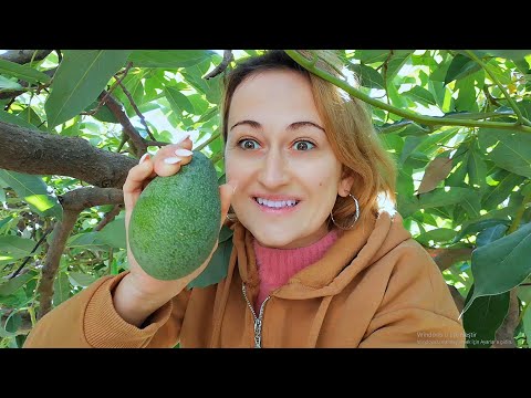 Видео: ЖЕНЩИНА НА АВОКАДО ИЛИ КАК ТУРЕЦКАЯ ЖЕНА СОБИРАЛА УРОЖАЙ