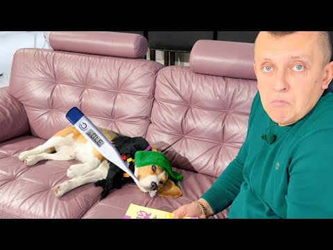 Видео: ЖАЛКО ШЕРЛОКА. ЗАБОЛЕЛ. БРОС ШОУ ПЕТ