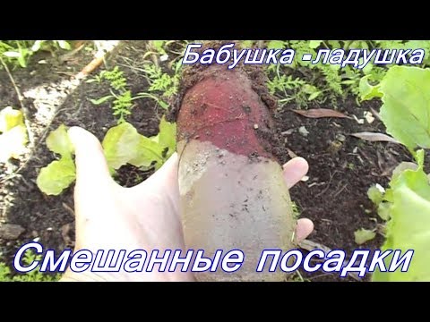 Видео: Семь урожаев с одной грядки + укроп. // 4