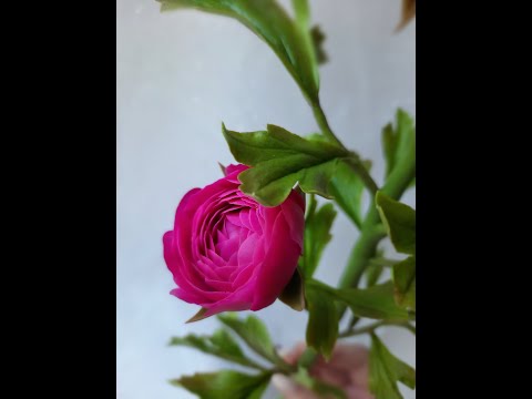 Видео: Ранункулюс из холодного фарфора. Часть 2. Бутоны.