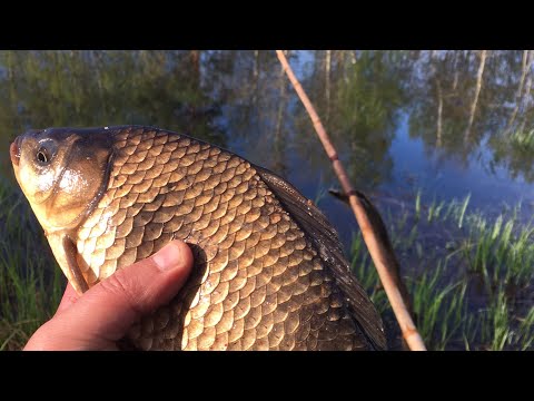 Видео: Бамбуковая удочка мечта!) Рыбалка на карася с берега. КАЙФ))