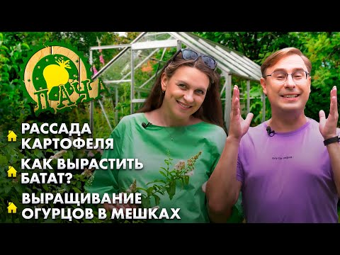 Видео: Рассада картофеля | Как вырастить батат? | Урожай мечты на даче легко и просто! Дача