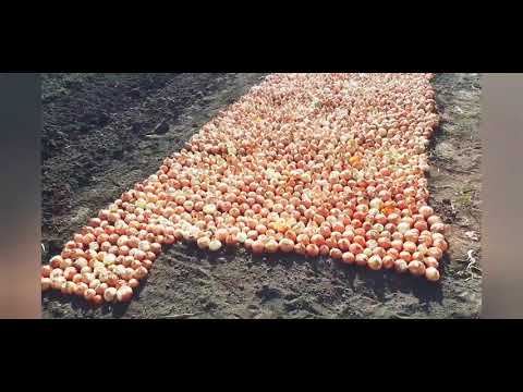 Видео: ЗЕЛЕНЬ ЛУКА (Лук перо) в открытом грунте, без обработок и затенения. Все от посадки до сбора урожая.