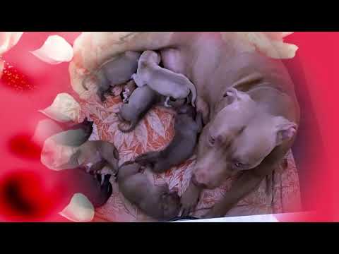 Видео: Питбуль Нэнси родила Замечательных щенков