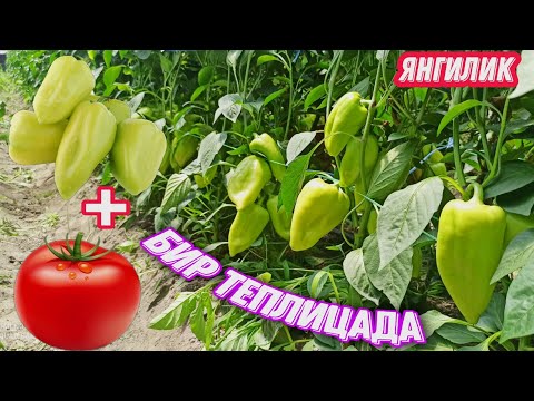 Видео: БАЛГАРИСКИЙ ва ПАМИДОР БИР ТЕПЛИЦАДА ДОРОМАДИ ЗУР 📞330226734 BALGAR va PAMIDOR BIR Teplitsada