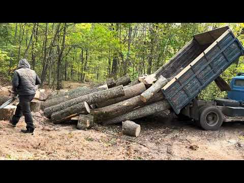Видео: 20 жовтня 2023 р.🪵STIHL MS 462 C-M💪💪💪