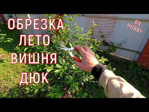 Видео: Летняя обрезка ДЮКа и вишни! Трёхлетки! 4 примера! Что режем и зачем