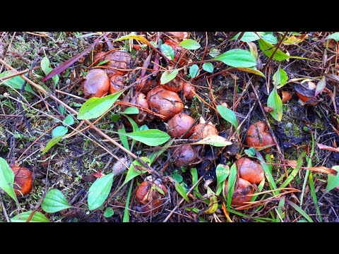 Видео: Собираю ГРИБЫ в ПОЛЕ! Осенние маслята. Грибы в октябре