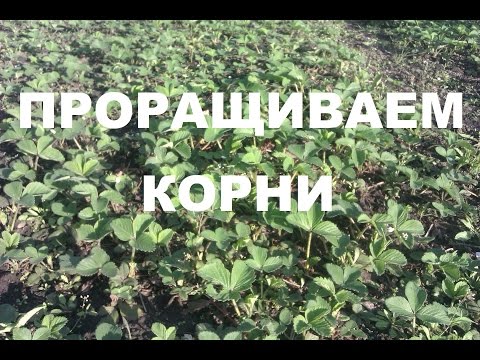 Видео: Клубника. Проращивание корней в герметичном пакете.