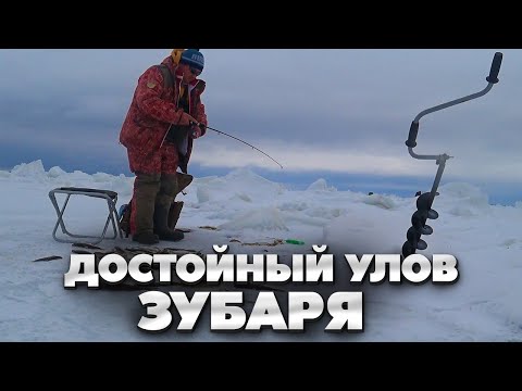 Видео: Достойный улов зубаря! Рыбалка корюшки в марте